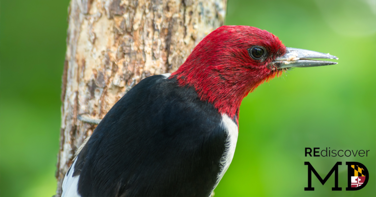 National Bird Feeding Month in Maryland